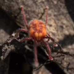 Erythraeidae (family) (Erythraeid mite) at Cotter River, ACT - 26 Dec 2022 by patrickcox