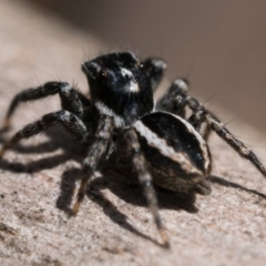 Jotus frosti (Frost's jumping spider) at Namadgi National Park - 26 Dec 2022 by patrickcox