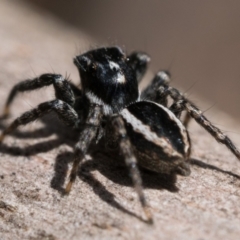 Jotus frosti (Frost's jumping spider) at Cotter River, ACT - 27 Dec 2022 by patrickcox