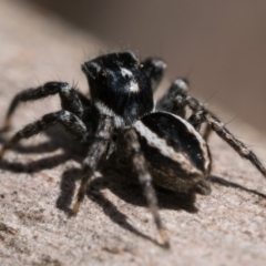 Jotus frosti (Frost's jumping spider) at Cotter River, ACT - 26 Dec 2022 by patrickcox