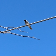 Coracina novaehollandiae (Black-faced Cuckooshrike) at Mildura, VIC - 24 Dec 2022 by Darcy