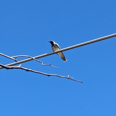 Coracina novaehollandiae (Black-faced Cuckooshrike) at Mildura, VIC - 24 Dec 2022 by Darcy