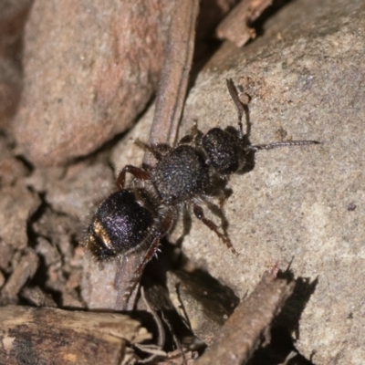 Mutillidae (family) (Unidentified Mutillid wasp or velvet ant) at Cotter River, ACT - 27 Dec 2022 by patrickcox