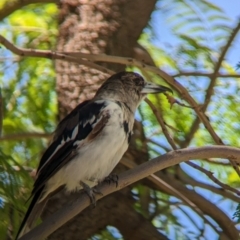 Cracticus nigrogularis (Pied Butcherbird) at Mildura, VIC - 24 Dec 2022 by Darcy