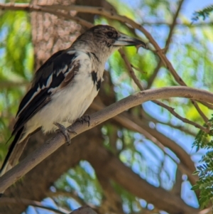 Cracticus nigrogularis at Mildura, VIC - 24 Dec 2022