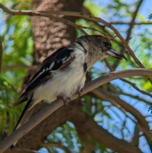 Cracticus nigrogularis at Mildura, VIC - 24 Dec 2022