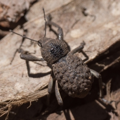 Psapharus infaustus (A weevil) at Namadgi National Park - 27 Dec 2022 by patrickcox