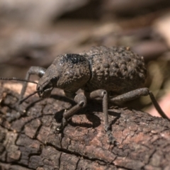 Psapharus infaustus at Cotter River, ACT - 27 Dec 2022