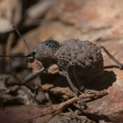 Psapharus infaustus at Cotter River, ACT - 27 Dec 2022