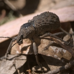 Psapharus infaustus at Cotter River, ACT - 27 Dec 2022