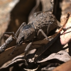 Psapharus infaustus at Cotter River, ACT - 27 Dec 2022