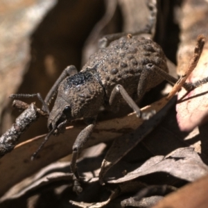 Psapharus infaustus at Cotter River, ACT - 27 Dec 2022