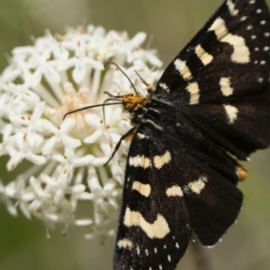 Phalaenoides tristifica at Paddys River, ACT - 27 Dec 2022