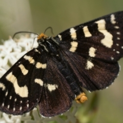 Phalaenoides tristifica at Paddys River, ACT - 27 Dec 2022