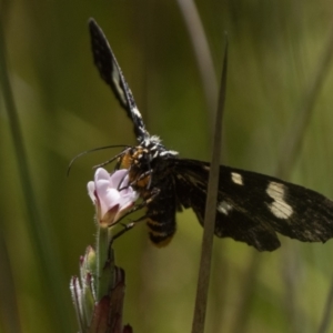 Phalaenoides tristifica at Paddys River, ACT - 27 Dec 2022