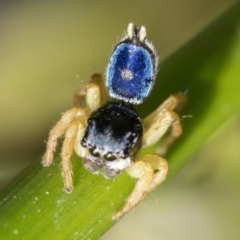 Maratus hesperus ("Venus" Peacock Spider) at Tharwa, ACT - 27 Dec 2022 by patrickcox