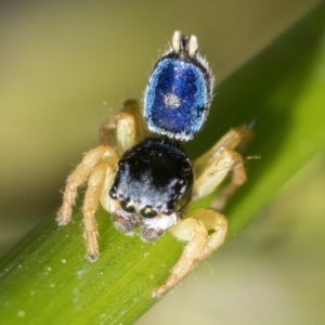 Maratus hesperus at Tharwa, ACT - 27 Dec 2022