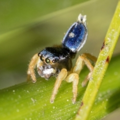 Maratus hesperus at Paddys River, ACT - 27 Dec 2022