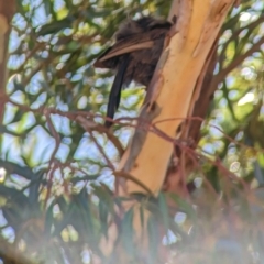 Struthidea cinerea (Apostlebird) at Anabranch North, NSW - 24 Dec 2022 by Darcy