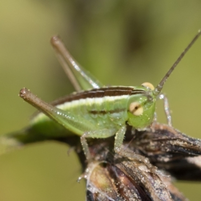 Conocephalus semivittatus (Meadow katydid) at Gibraltar Pines - 27 Dec 2022 by patrickcox