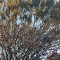 Artamus superciliosus (White-browed Woodswallow) at Living Desert State Park - 26 Dec 2022 by Darcy