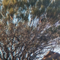 Artamus superciliosus at Broken Hill, NSW - 27 Dec 2022