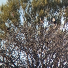 Artamus superciliosus at Broken Hill, NSW - 27 Dec 2022 07:01 AM