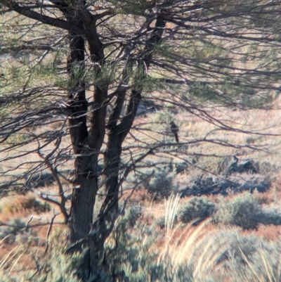 Psophodes cristatus (Chirruping Wedgebill) at Living Desert State Park - 26 Dec 2022 by Darcy