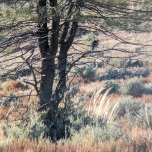 Psophodes cristatus at Broken Hill, NSW - 27 Dec 2022