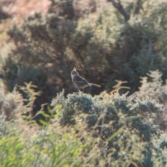 Psophodes cristatus (Chirruping Wedgebill) at Broken Hill, NSW - 26 Dec 2022 by Darcy