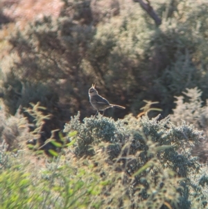 Psophodes cristatus at Broken Hill, NSW - 27 Dec 2022