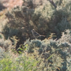 Psophodes cristatus at Broken Hill, NSW - 27 Dec 2022