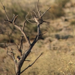 Psophodes cristatus (Chirruping Wedgebill) at Broken Hill, NSW - 27 Dec 2022 by Darcy