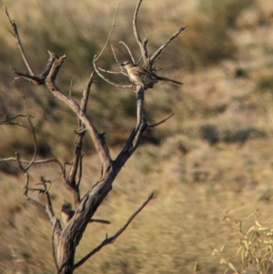 Psophodes cristatus at Broken Hill, NSW - 27 Dec 2022