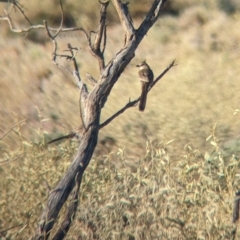 Psophodes cristatus at Broken Hill, NSW - 27 Dec 2022