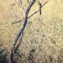 Psophodes cristatus at Broken Hill, NSW - 27 Dec 2022