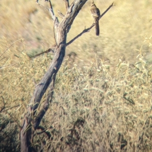 Psophodes cristatus at Broken Hill, NSW - 27 Dec 2022 07:46 AM