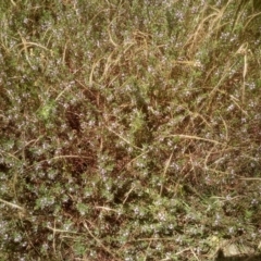 Lythrum hyssopifolia (Small Loosestrife) at Cooma North Ridge Reserve - 27 Dec 2022 by mahargiani