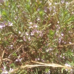 Lythrum hyssopifolia at Cooma, NSW - 27 Dec 2022