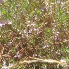 Lythrum hyssopifolia at Cooma, NSW - 27 Dec 2022 01:11 PM