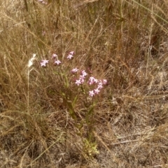 Centaurium erythraea (Common Centaury) at Cooma, NSW - 27 Dec 2022 by mahargiani