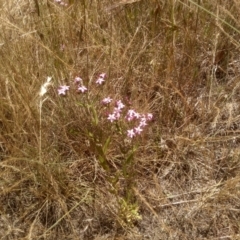 Centaurium erythraea (Common Centaury) at Cooma, NSW - 27 Dec 2022 by mahargiani