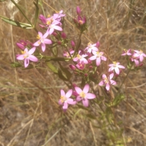 Centaurium erythraea at Cooma, NSW - 27 Dec 2022