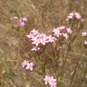 Centaurium erythraea at Cooma, NSW - 27 Dec 2022