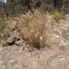 Rytidosperma sp. (Wallaby Grass) at Cooma North Ridge Reserve - 27 Dec 2022 by mahargiani
