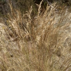 Rytidosperma sp. at Cooma, NSW - 27 Dec 2022