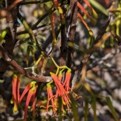 Amyema preissii (Wire-leaved Mistletoe) at Broken Hill, NSW - 26 Dec 2022 by Darcy