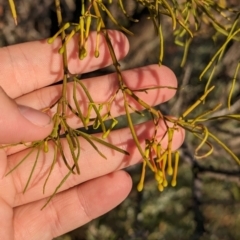 Amyema preissii at Broken Hill, NSW - 27 Dec 2022 07:49 AM