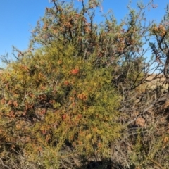 Amyema preissii at Broken Hill, NSW - 27 Dec 2022 07:49 AM