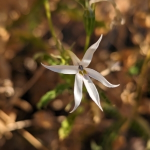 Isotoma petraea at Broken Hill, NSW - 27 Dec 2022 08:17 AM